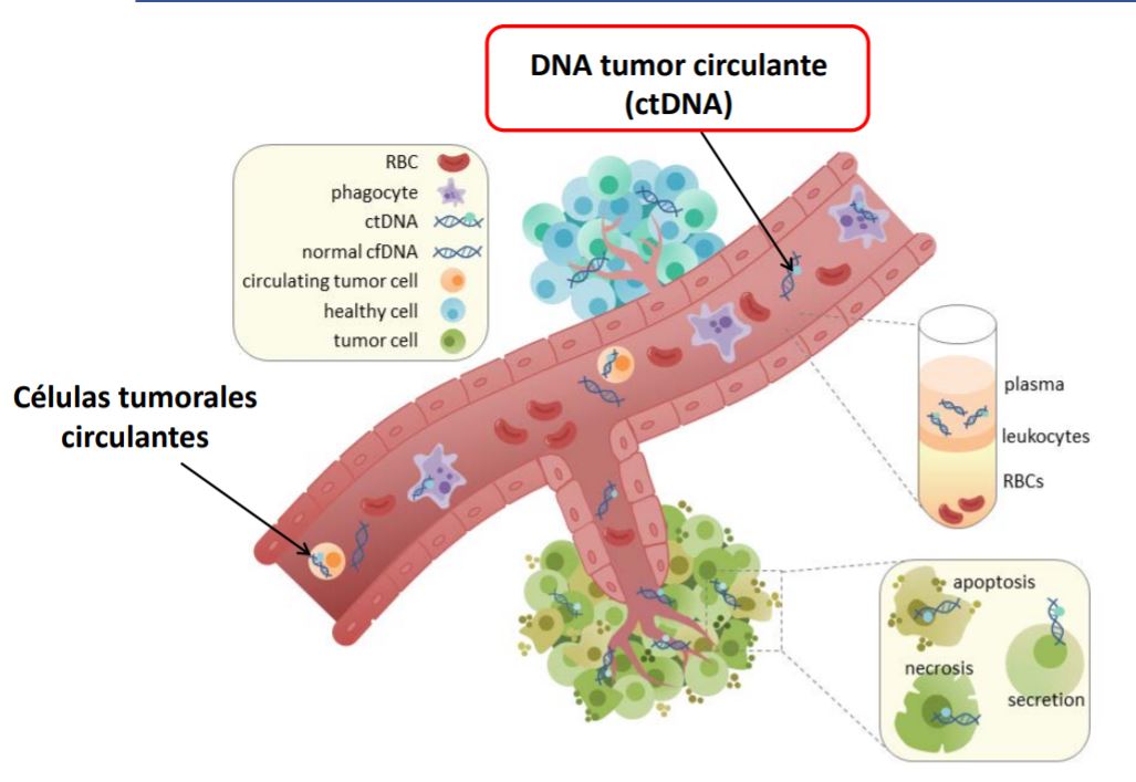 DNA circulante